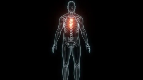 3D Rendering of a Medical Animation of the Spine ,Thoracic Vertebrae. X-ray of Stock Footage 239732883