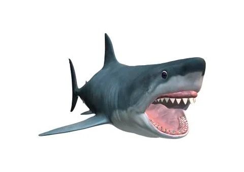 3D Rendering Megalodon Shark on White Stock Illustration