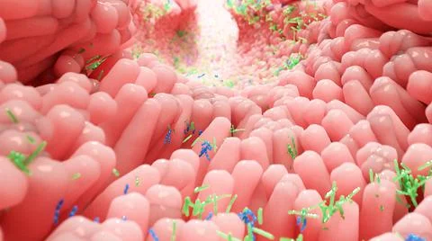 3D Rendering of Microbiome - Bacteria in a Gut Stock Illustration