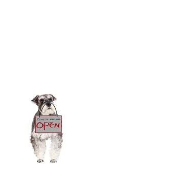 The 3d rendering of Miniature schnauzer isolated with white background Stock Illustration