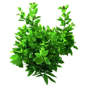 3D Rendering Mint Plant on White Stock Illustration