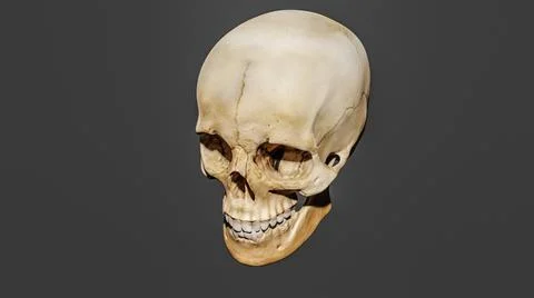 3d rendering of a model of a human skull on the grey background 스톡 일러스트