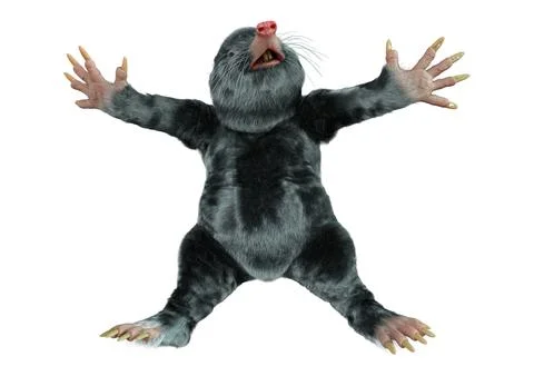 3D Rendering Mole Animal on White Stock Illustration