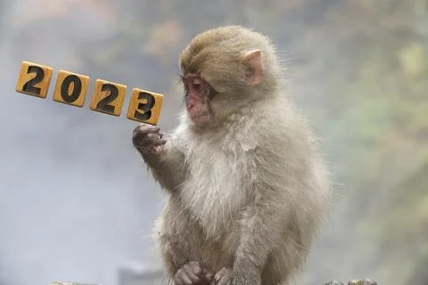 3d rendering of monkey holding 2023 plate on the stone Stock Photos