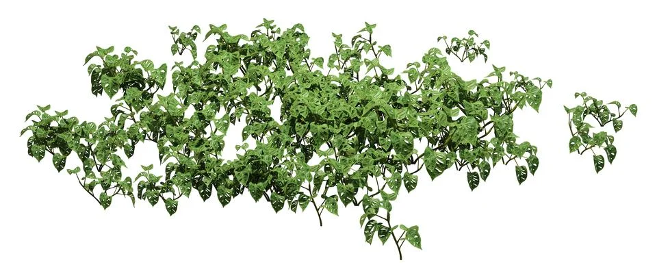 3D Rendering Monstera Monkey Mask Plants on White Ilustração Stock