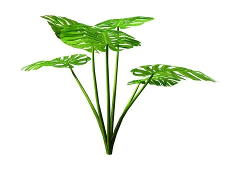 3D Rendering Monstera Plant on White Illustrazione stock