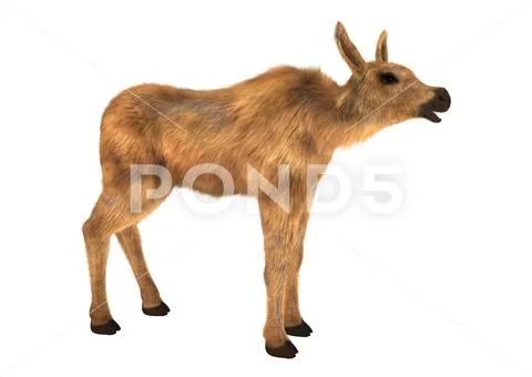 3D Rendering Moose Calf on White Stock Illustration