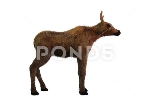3D Rendering Moose Calf on White Stock Illustration