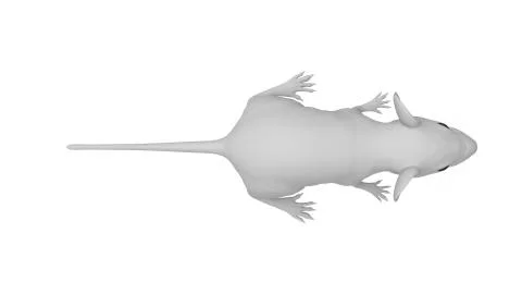 3D rendering of a mouse rat animal small rodent isolated on white 스톡 일러스트