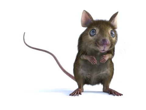 3D rendering of a mouse standing on two legs. Stock Illustration