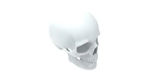 3d rendering of multiple views of a human skull isolated in white background Illustrazione stock