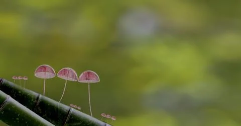 3d rendering Mushroom Wallpaper with nice background color Stock Photos