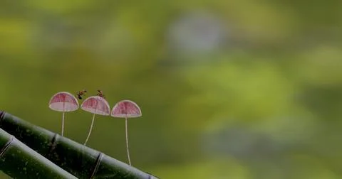 3d rendering Mushroom Wallpaper with nice background color Stock Photos