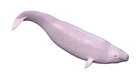 3D Rendering Narwhal Calf on White Stock Illustration