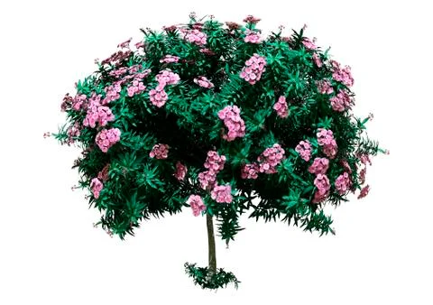 3D Rendering Nerium Oleander Tree on White Stock Illustration