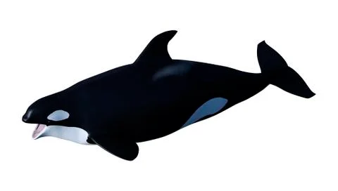 3D Rendering Orca Killer Whale Calf on White Illustrazione stock