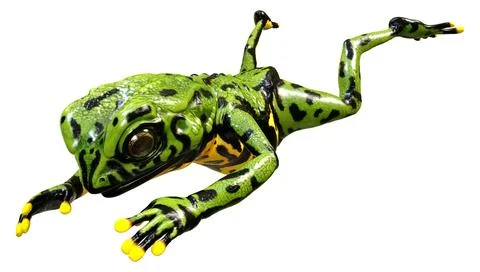 3D Rendering Oriental Fire Bellied Toad Frog on White Stock Illustration