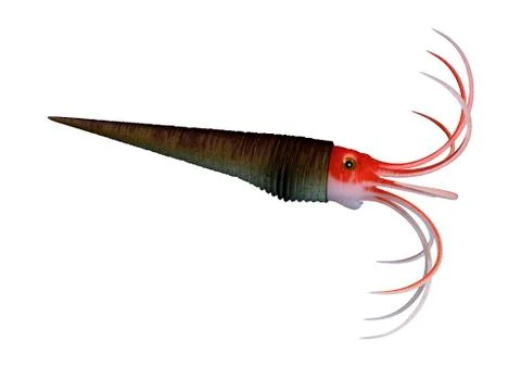 3D Rendering Orthoceras on White Stock Illustration