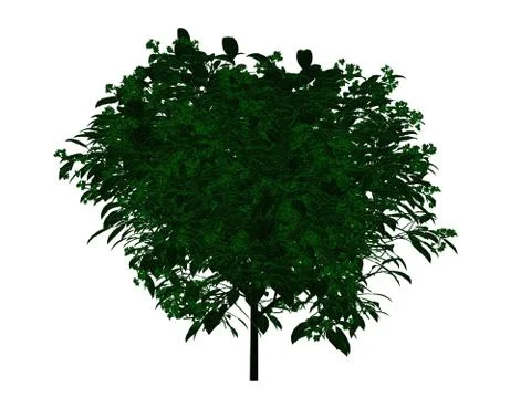 3d rendering of an outlined black tree with green edges isolated on white bac イラスト素材