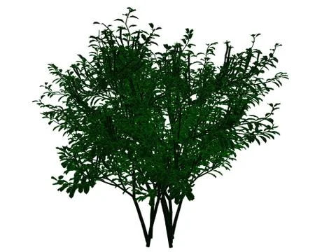 3d rendering of an outlined black tree with green edges isolated on white bac イラスト素材