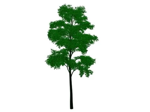 3d rendering of an outlined black tree with green edges isolated on white bac Stock Illustration