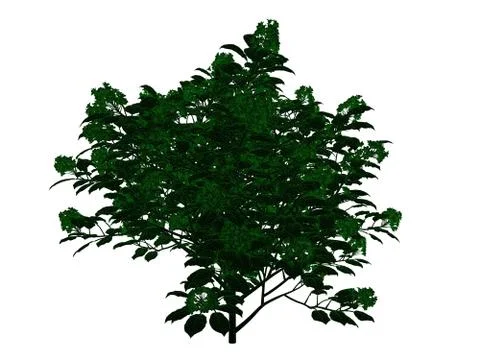 3d rendering of an outlined black tree with green edges isolated on white bac Illustrazione stock