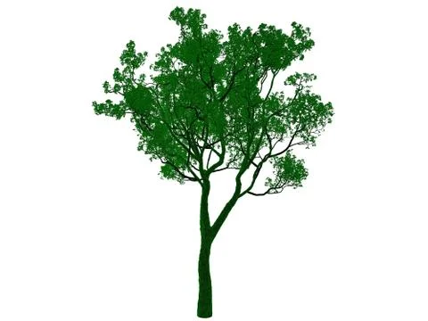 3d rendering of an outlined black tree with green edges isolated on white bac Stock Illustration
