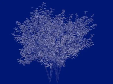 3d rendering of an outlined tree blueprint isolated on blue background イラスト素材
