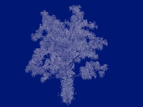 3d rendering of an outlined tree blueprint isolated on blue background Stock Illustration
