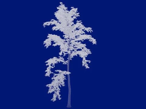3d rendering of an outlined tree blueprint isolated on blue background Stock Illustration