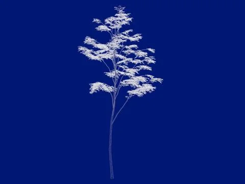 3d rendering of an outlined tree blueprint isolated on blue background Stock Illustration