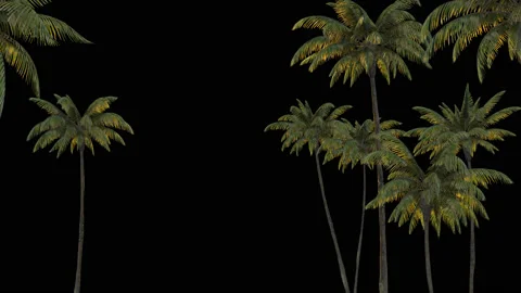 3d rendering palm trees on transparent background. Stock Footage 102057711