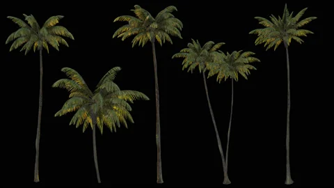 3d rendering palm trees on transparent background. Stock Footage 102101319