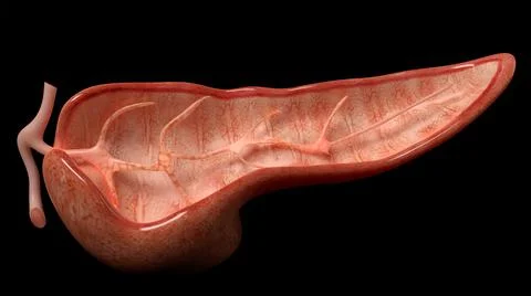 3D Rendering of Pancreas Anatomy Stock Illustration