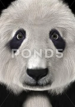 3D Rendering Panda Bear Head