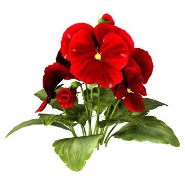 3D Rendering Pansy Flowers on White Stock Illustration