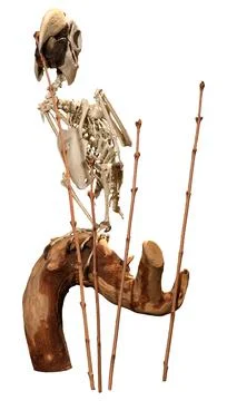 3D Rendering Parrot Skeleton on White Stock Illustration