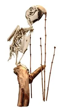 3D Rendering Parrot Skeleton on White Stock Illustration