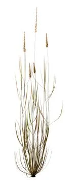 3D Rendering Patch of Foxtail Grass on White Illustrazione stock