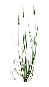 3D Rendering Patch of Foxtail Grass on White Illustrazione stock