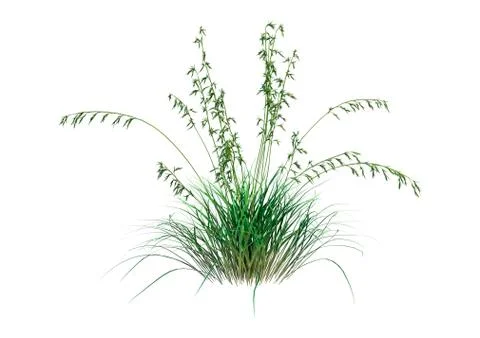 3D Rendering Patch of Grass on White Ilustración de archivo