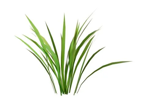 3D Rendering Patch of Grass on White Ilustración de archivo