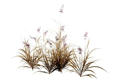 3D Rendering Patch of Grass on White Stock Illustration