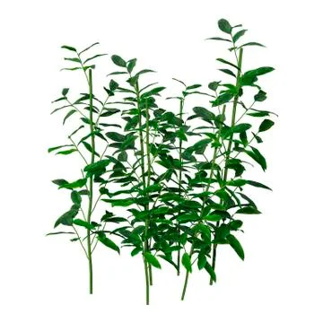 3D Rendering Patch of Grass on White Illustrazione stock