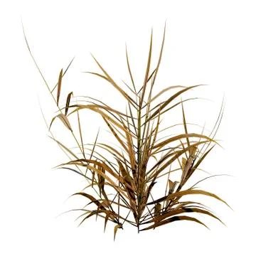 3D Rendering Patch of Grass on White Stock Illustration