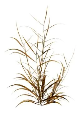 3D Rendering Patch of Grass on White Ilustración de archivo