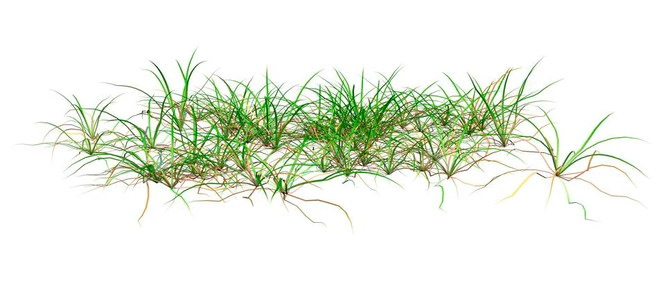 3D Rendering Patch of Grass on White Stock Illustration