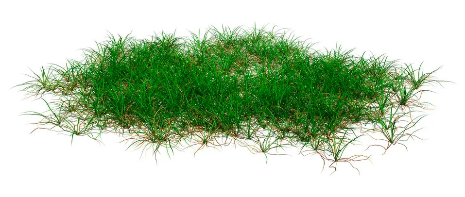 3D Rendering Patch of Grass on White Ilustración de archivo