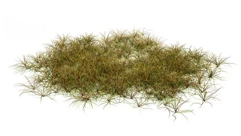3D Rendering Patch of Grass on White Illustrazione stock