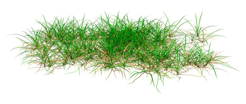 3D Rendering Patch of Grass on White Illustrazione stock
